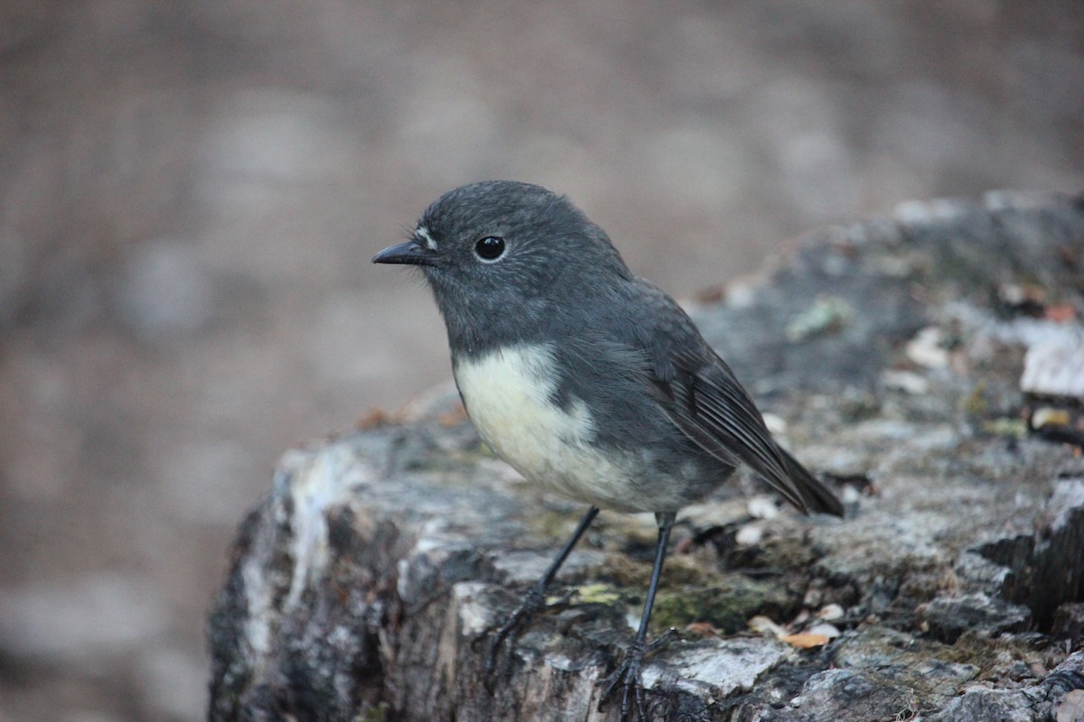 South Island Robin - Darron Gedge