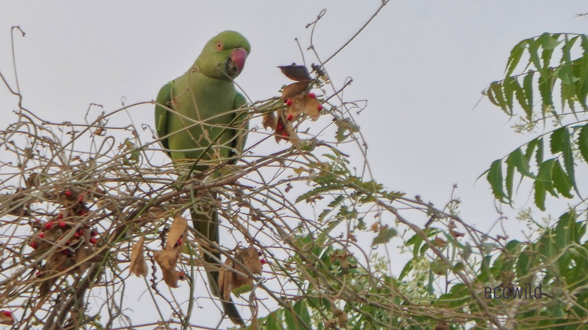 Rose-ringed Parakeet - Mohan Raj K.