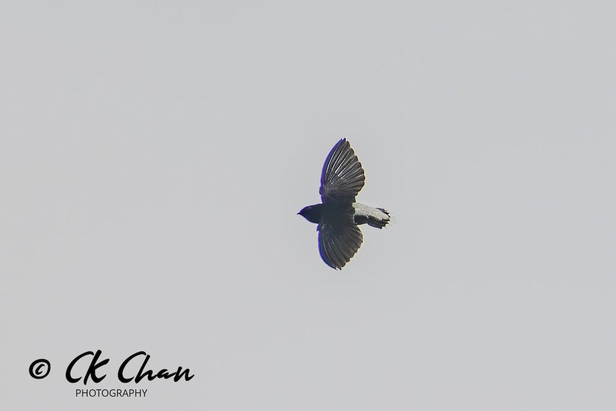 Silver-rumped Spinetail - Chee Keong  Chan