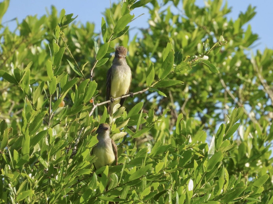 Great Crested Flycatcher - ML617706544