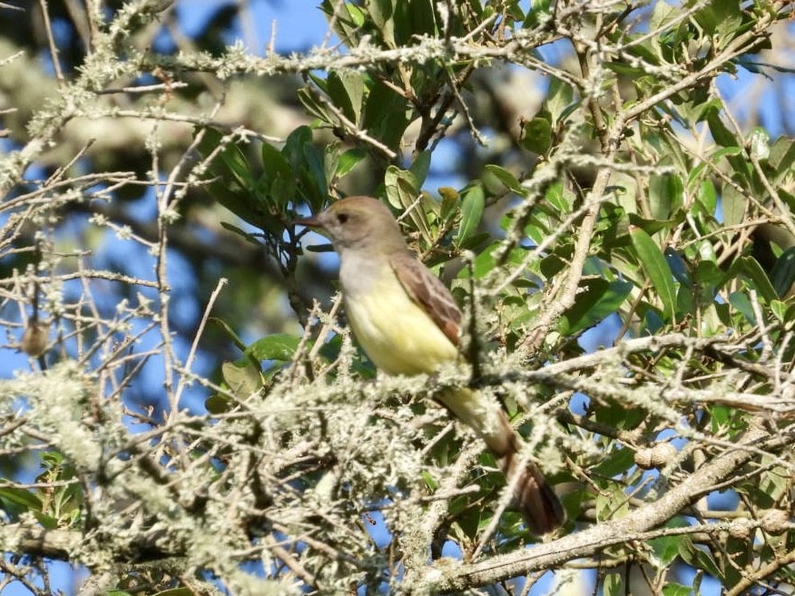 Great Crested Flycatcher - ML617706545