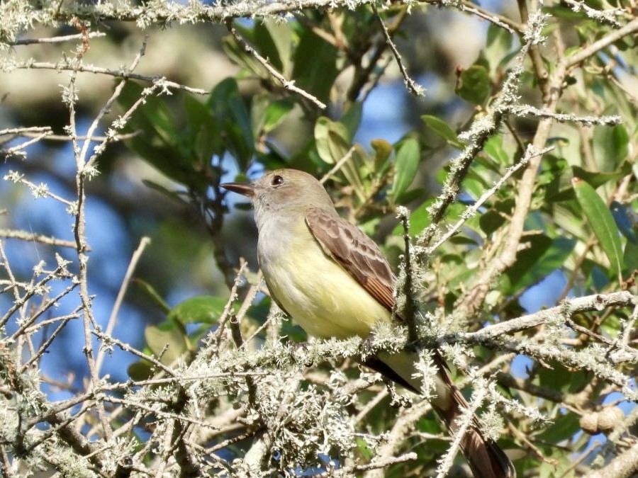 Great Crested Flycatcher - ML617706547