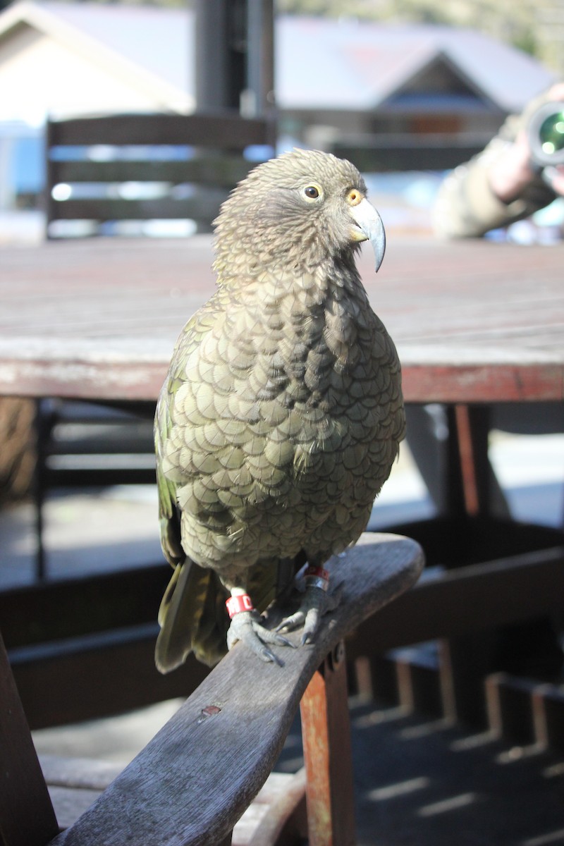 Kea - ML617706560