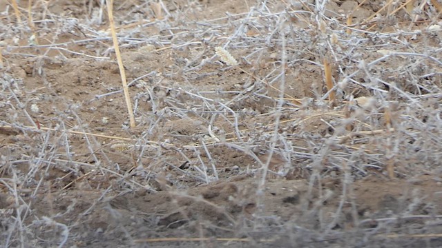 Rock Bush-Quail - ML617706569