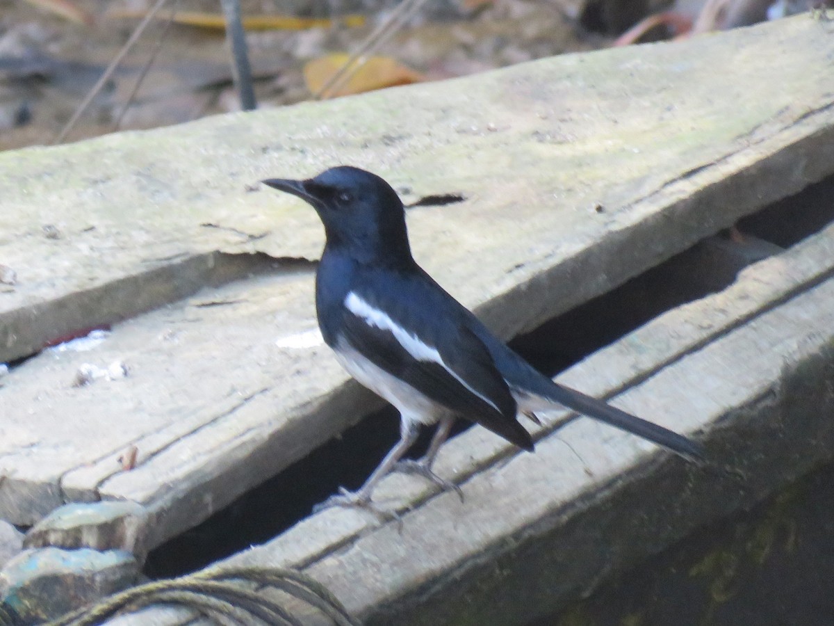 Oriental Magpie-Robin - Bob Hargis