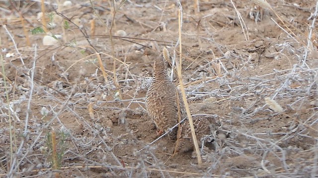 Rock Bush-Quail - ML617706587