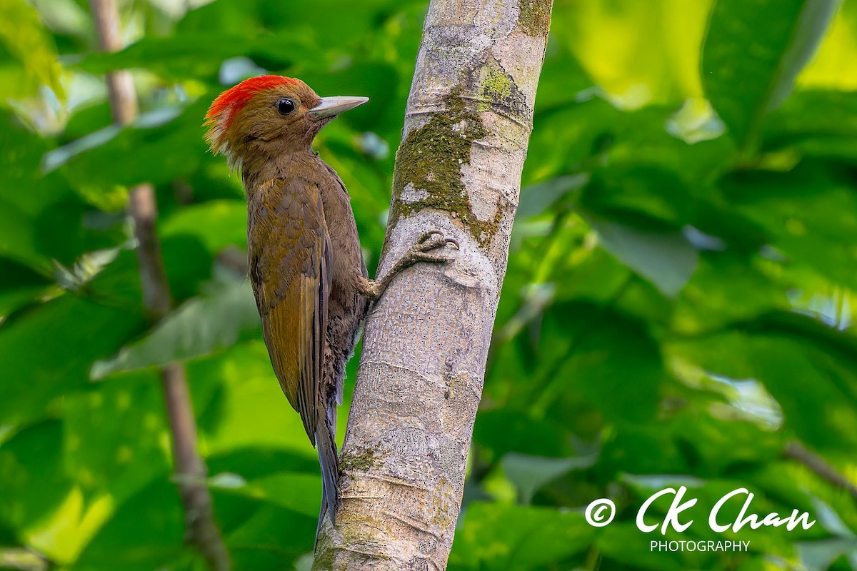 Bamboo Woodpecker - ML617706591