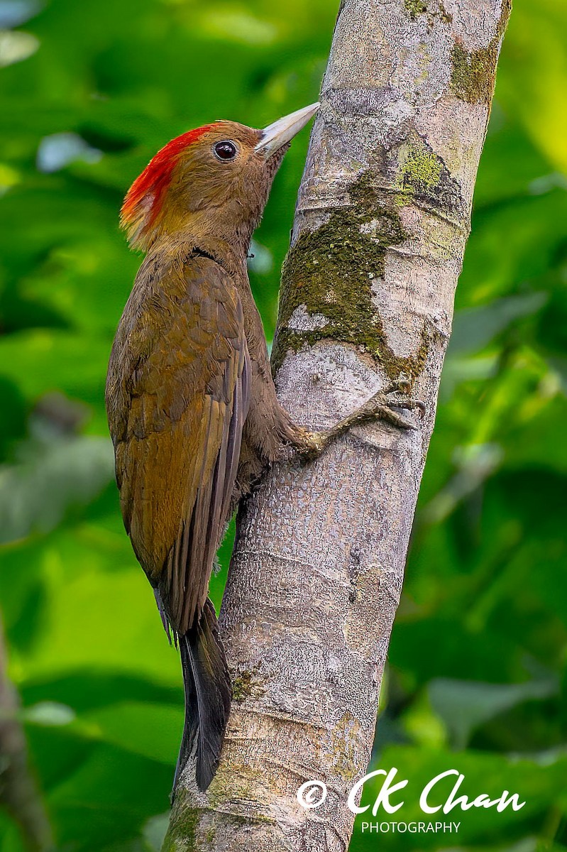 Bamboo Woodpecker - ML617706593