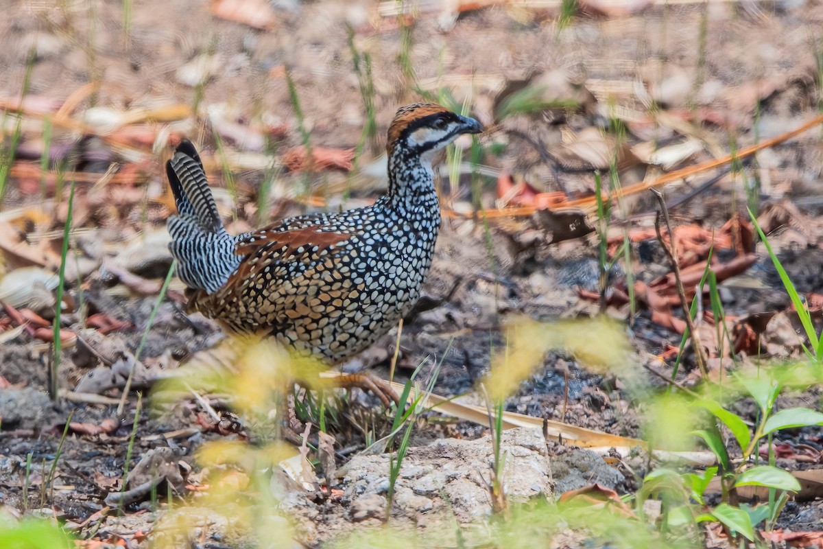 Francolin perlé - ML617706618