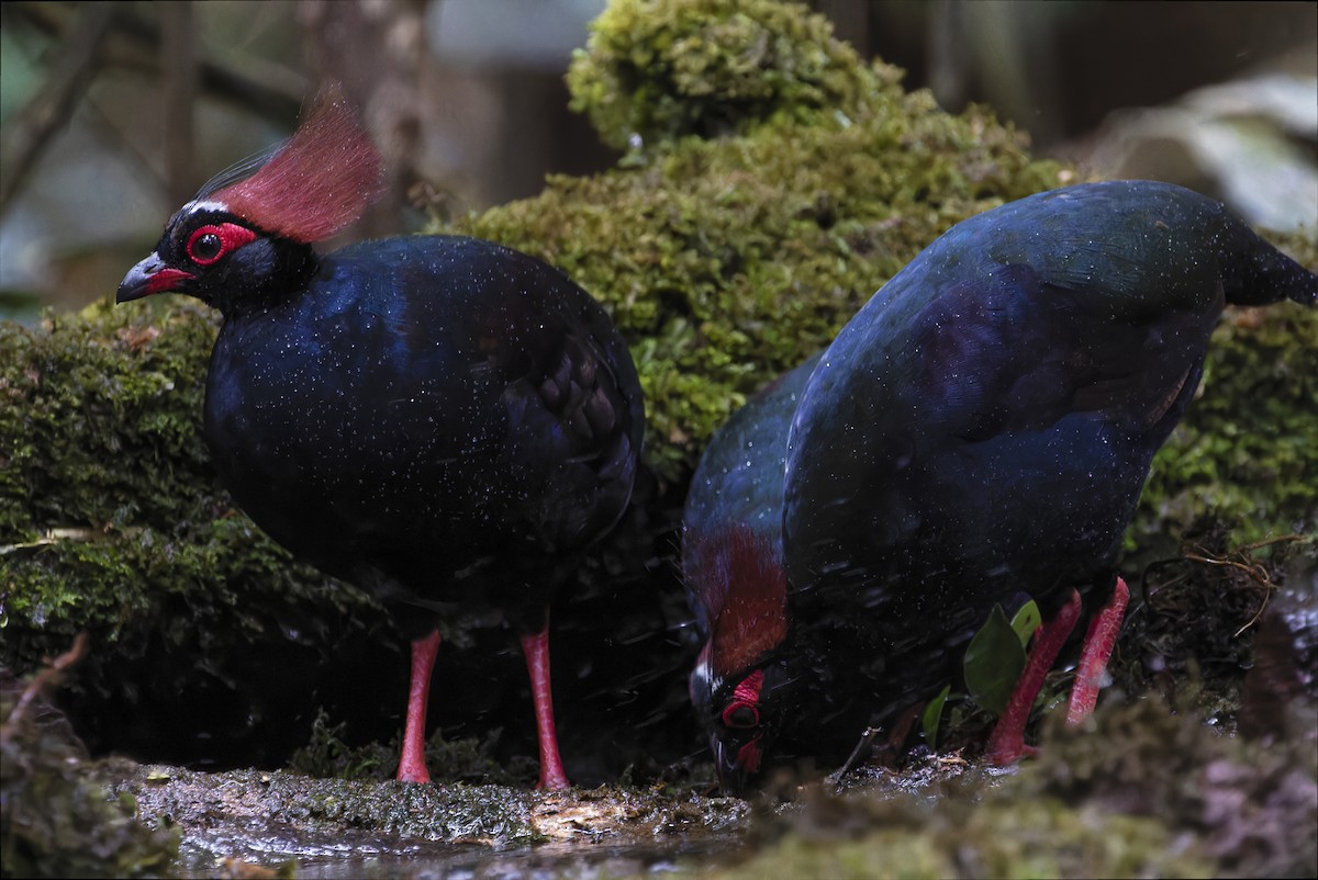 Crested Partridge - ML617706626