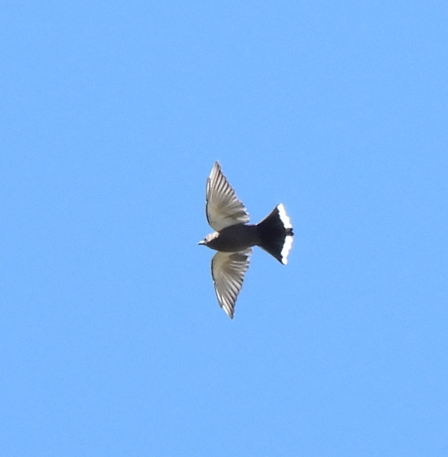 Dusky Woodswallow - ML617706637