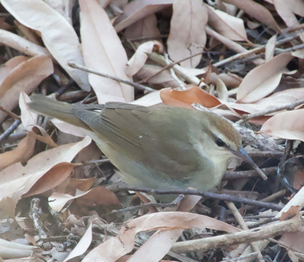 Swainson's Warbler - ML617706647