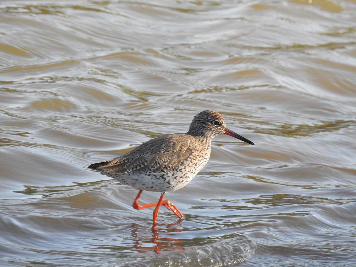 Common Redshank - ML617706680