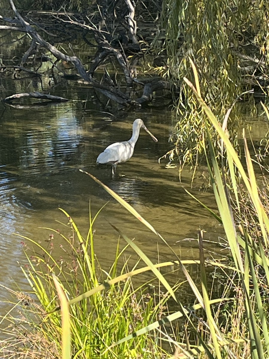 Yellow-billed Spoonbill - ML617706758