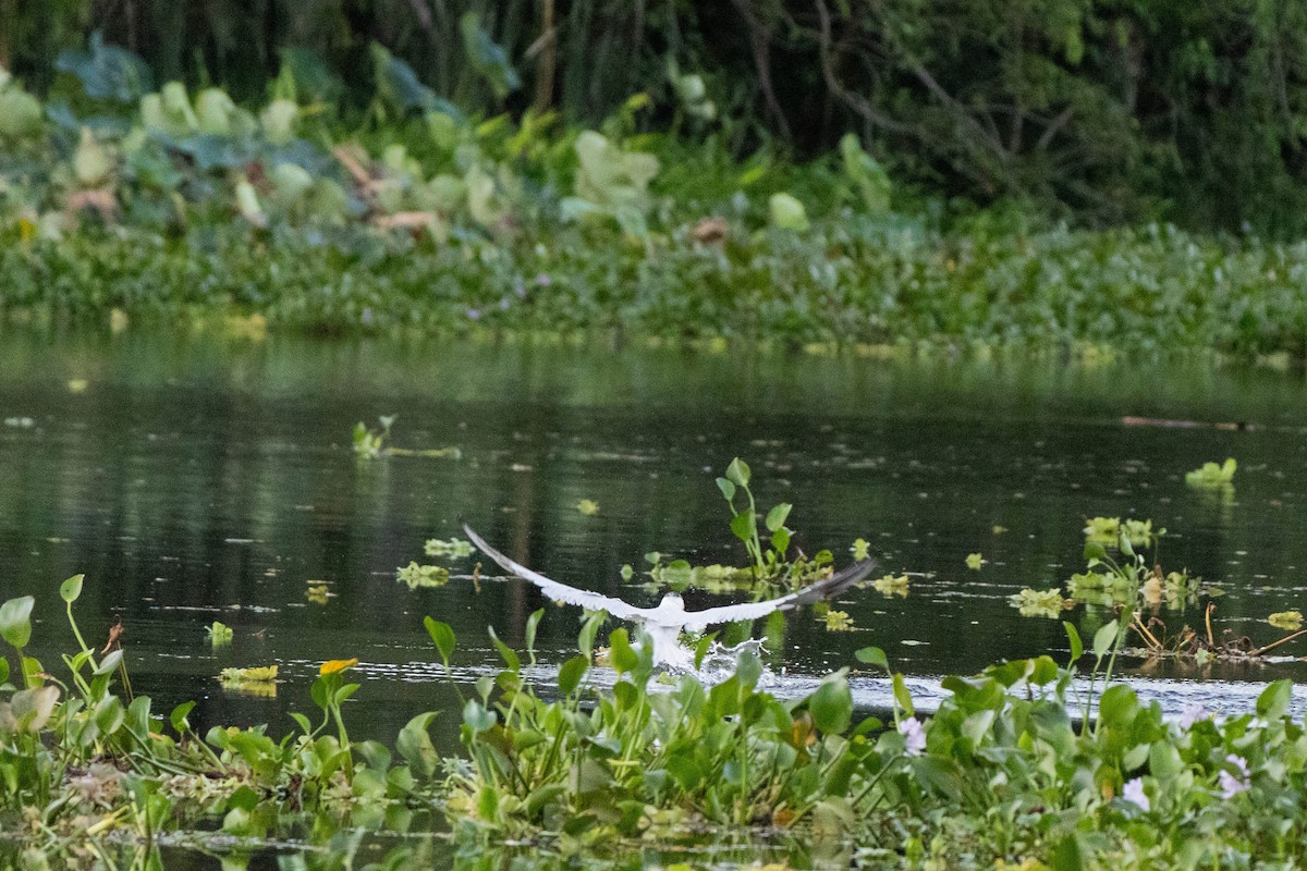 Caspian Tern - ML617706763