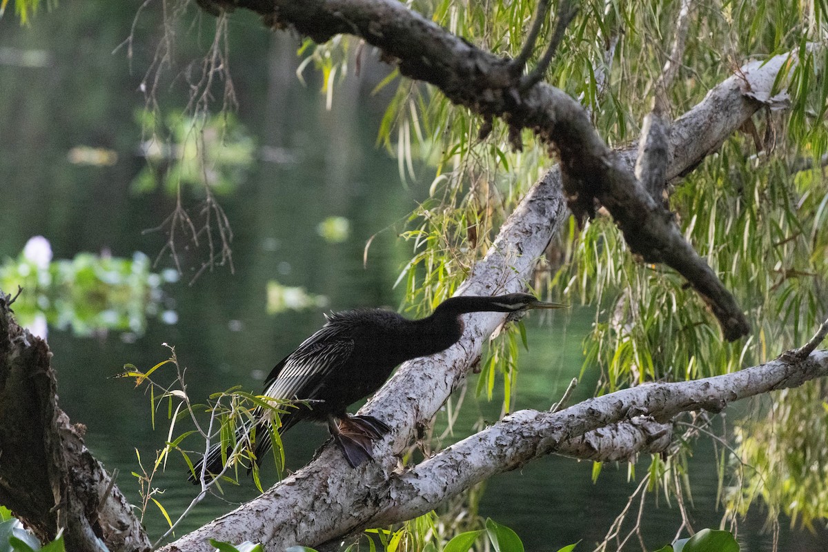 Australasian Darter - Mitchell Heide