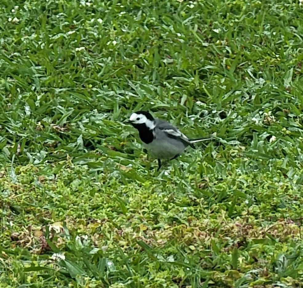 White Wagtail (White-faced) - ML617706930