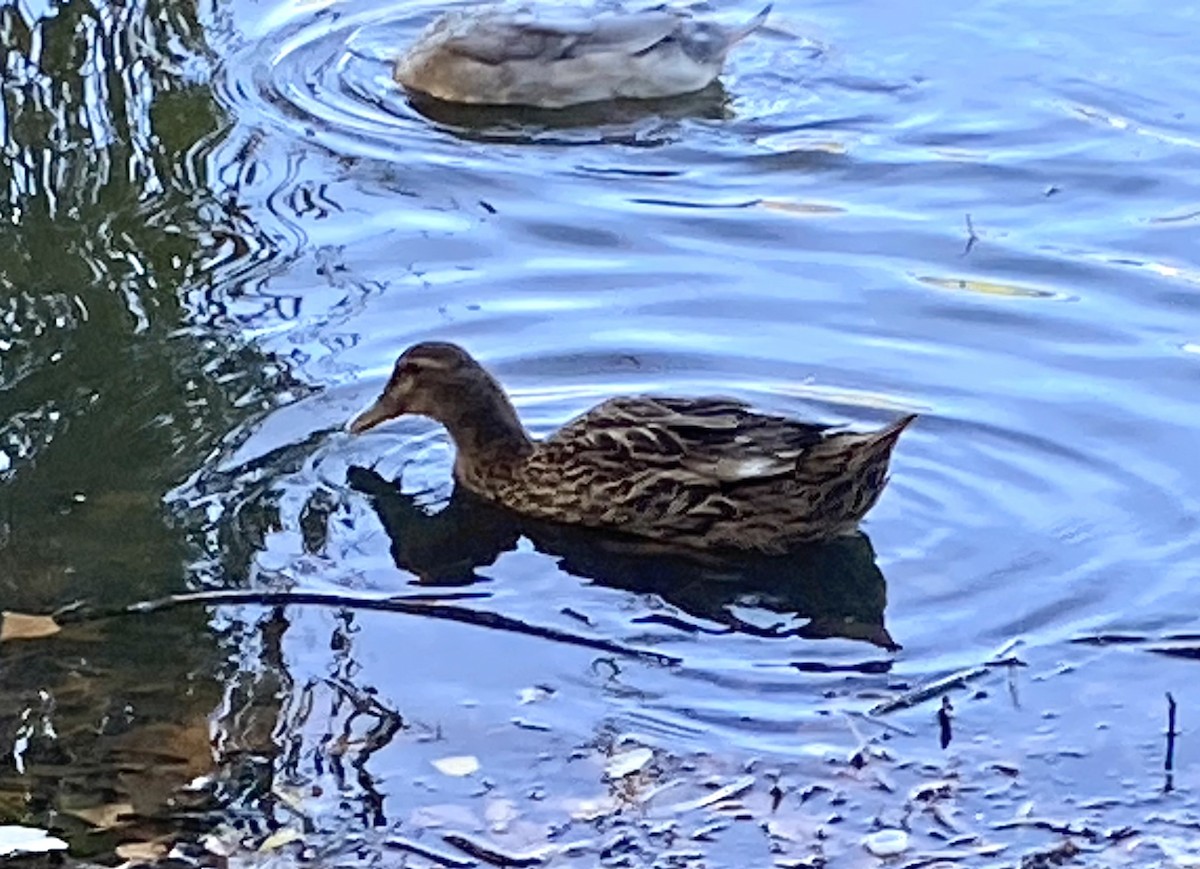 Mallard x Pacific Black Duck (hybrid) - ML617706977