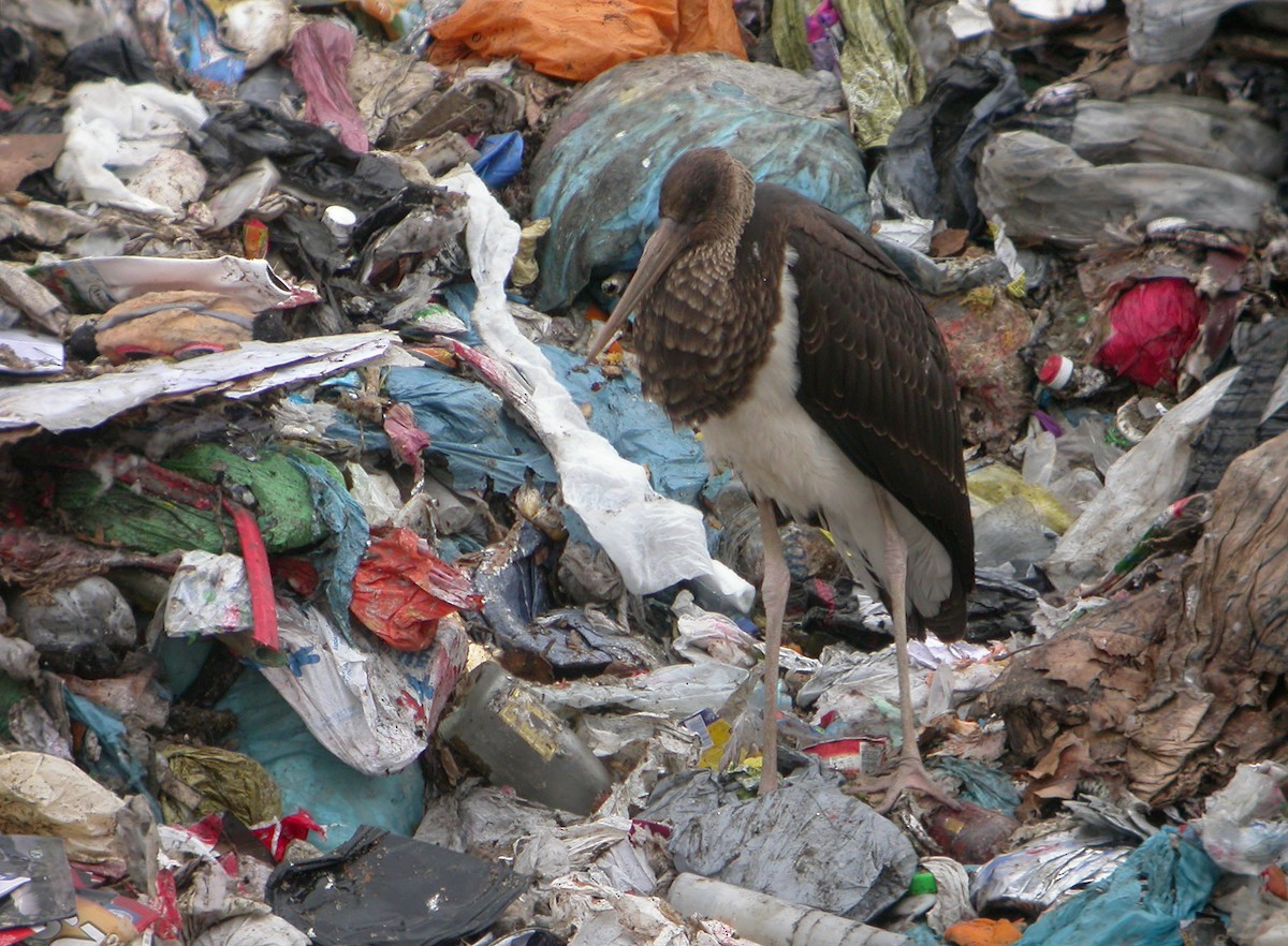 Black Stork - Delfin Gonzalez