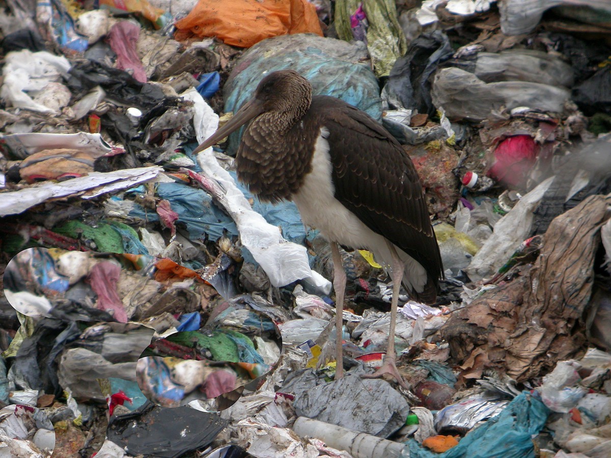 Black Stork - Delfin Gonzalez