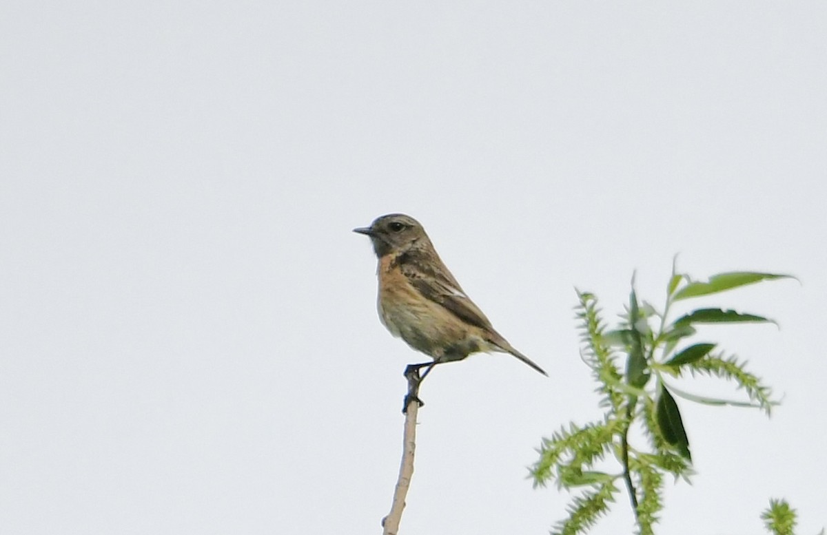 European Stonechat - ML617707033