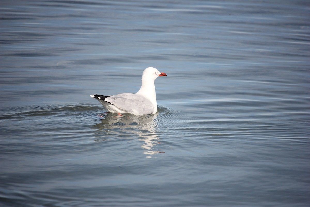 Silver Gull - ML617707034