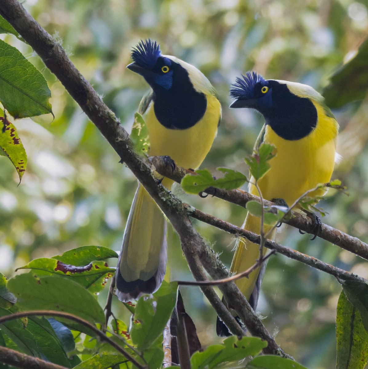 Green Jay (Inca) - ML617707083