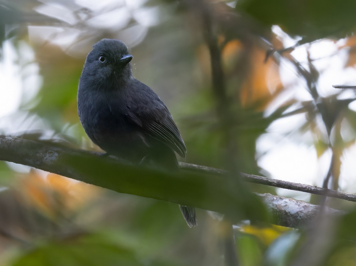 Uniform Antshrike - Lars Petersson | My World of Bird Photography