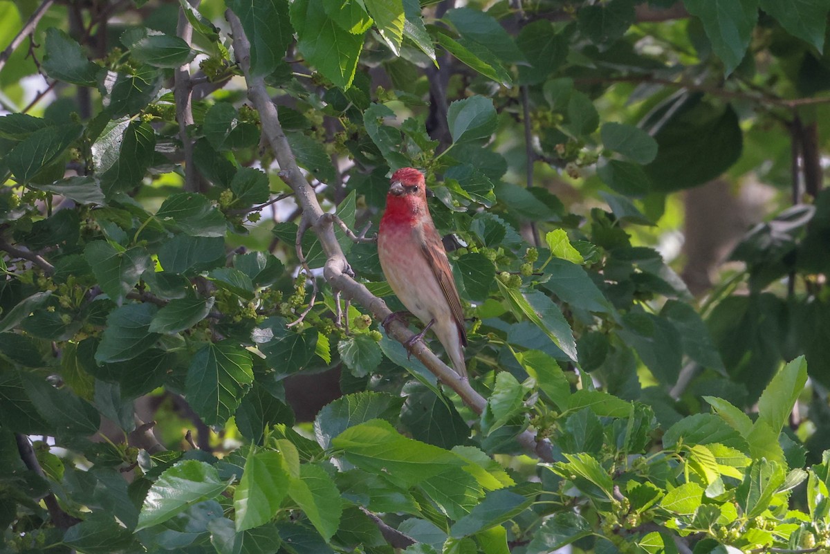 Common Rosefinch - ML617707091