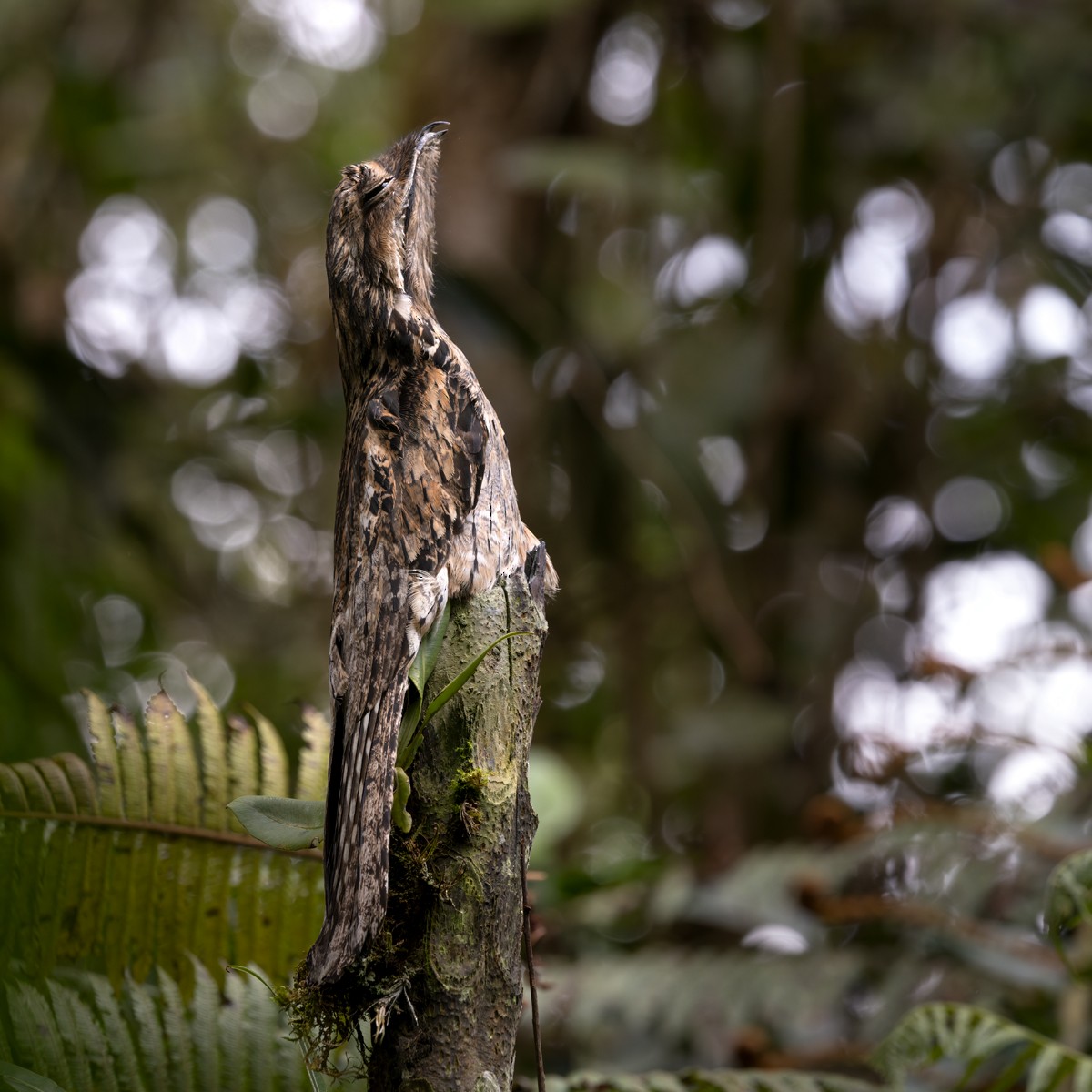 Common Potoo - ML617707106