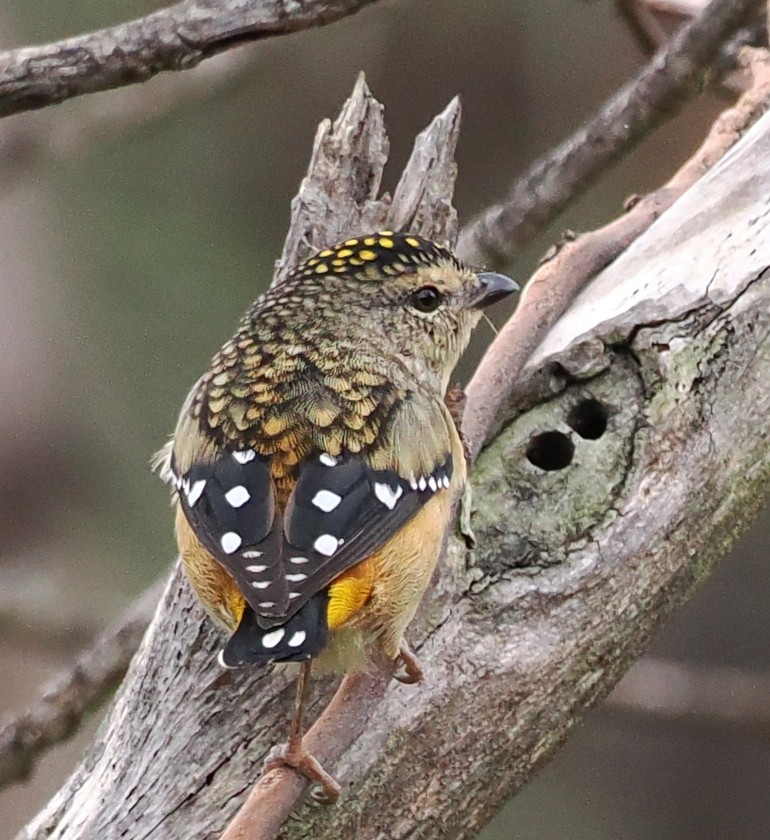 Spotted Pardalote - Judith Gillespie