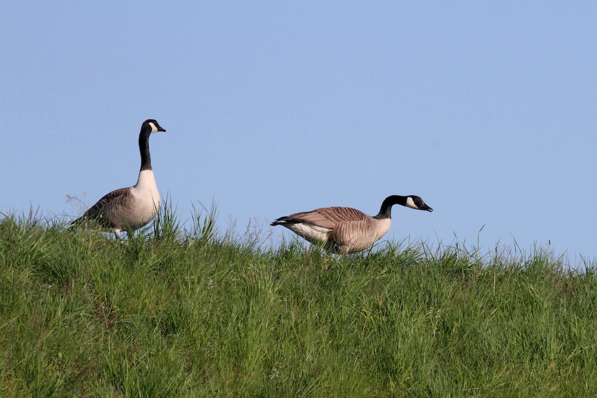 Canada Goose - ML617707139