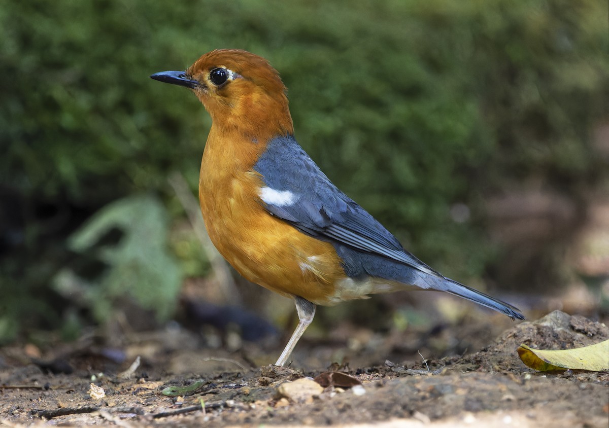 Orange-headed Thrush - Matthieu Chotard