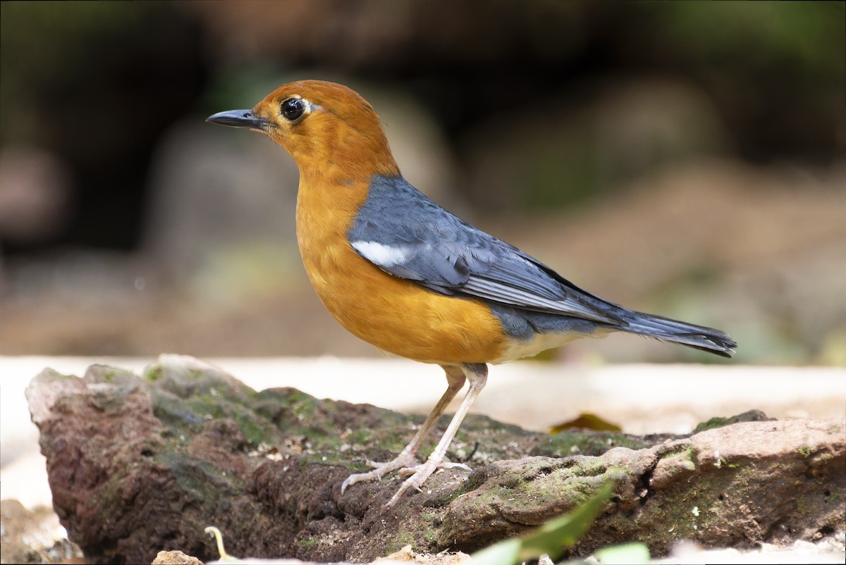 Orange-headed Thrush - Matthieu Chotard