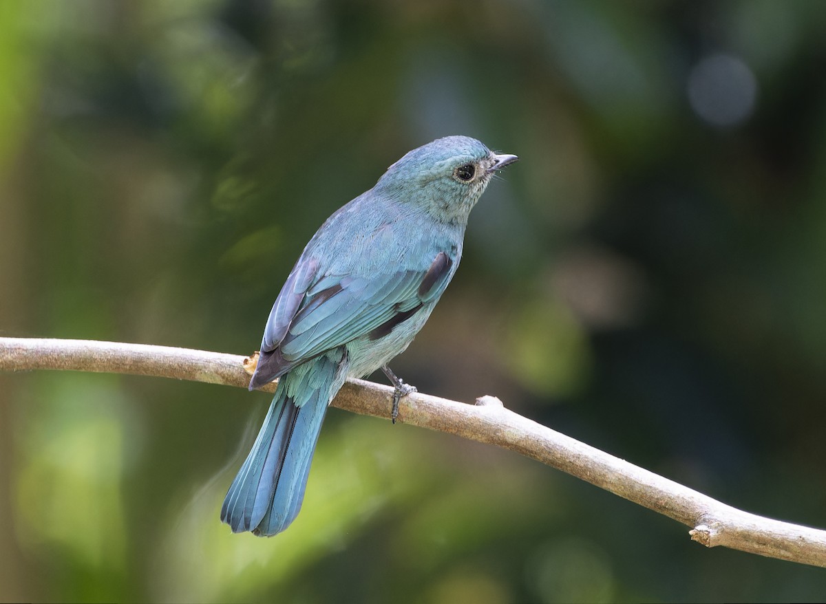 Verditer Flycatcher - Matthieu Chotard