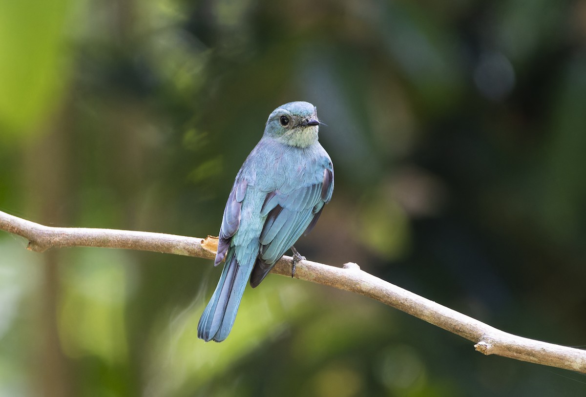 Verditer Flycatcher - Matthieu Chotard