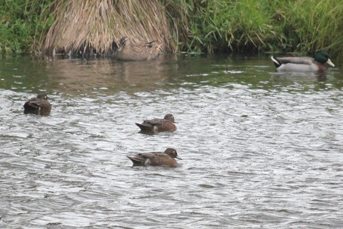 Brown Teal - Darron Gedge