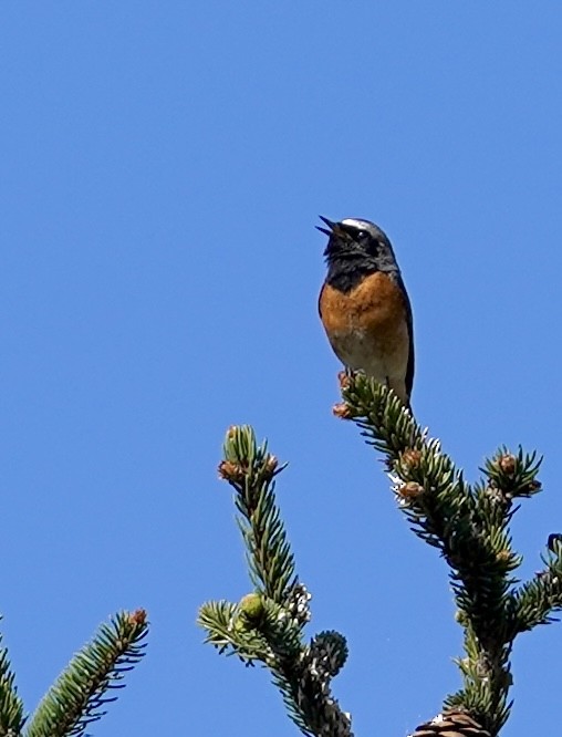 Common Redstart - ML617707570