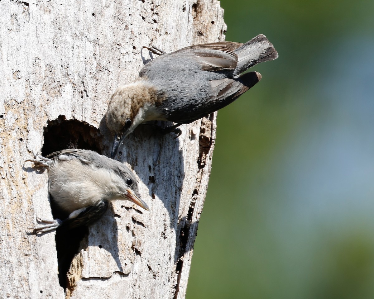 Brown-headed Nuthatch - Cate Hopkinson