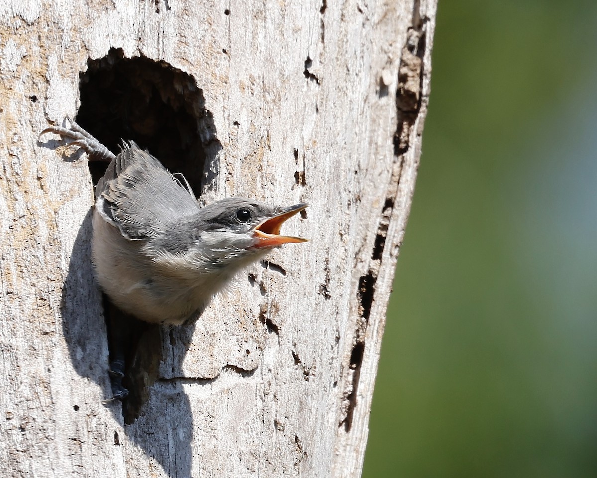 Brown-headed Nuthatch - Cate Hopkinson