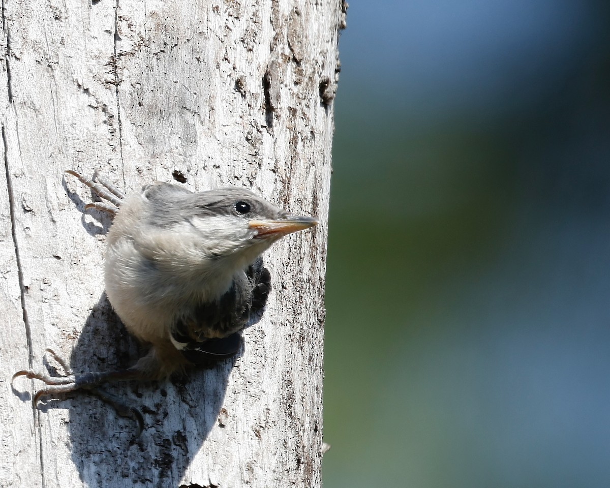 Brown-headed Nuthatch - Cate Hopkinson