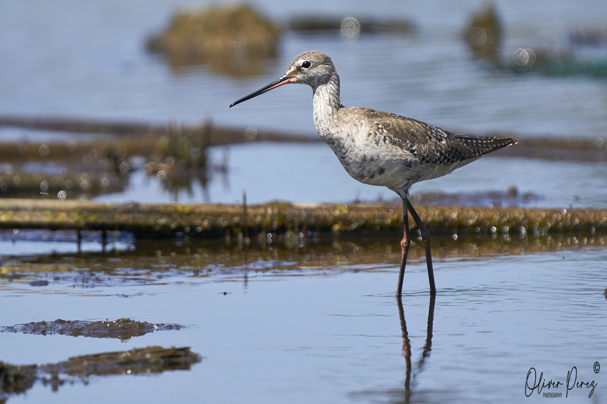 Spotted Redshank - ML617707628