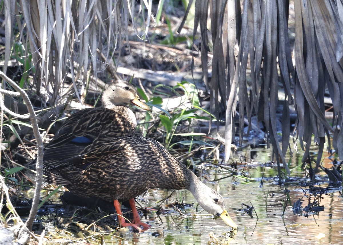 Mottled Duck - ML617707631