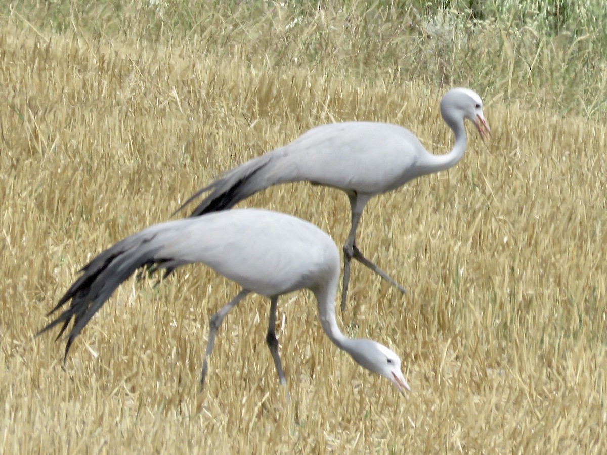 Blue Crane - ML617707699