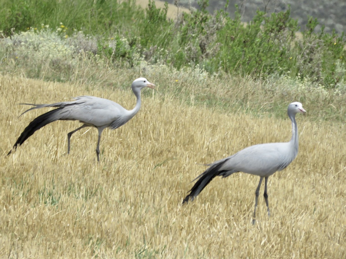 Blue Crane - Simon Pearce