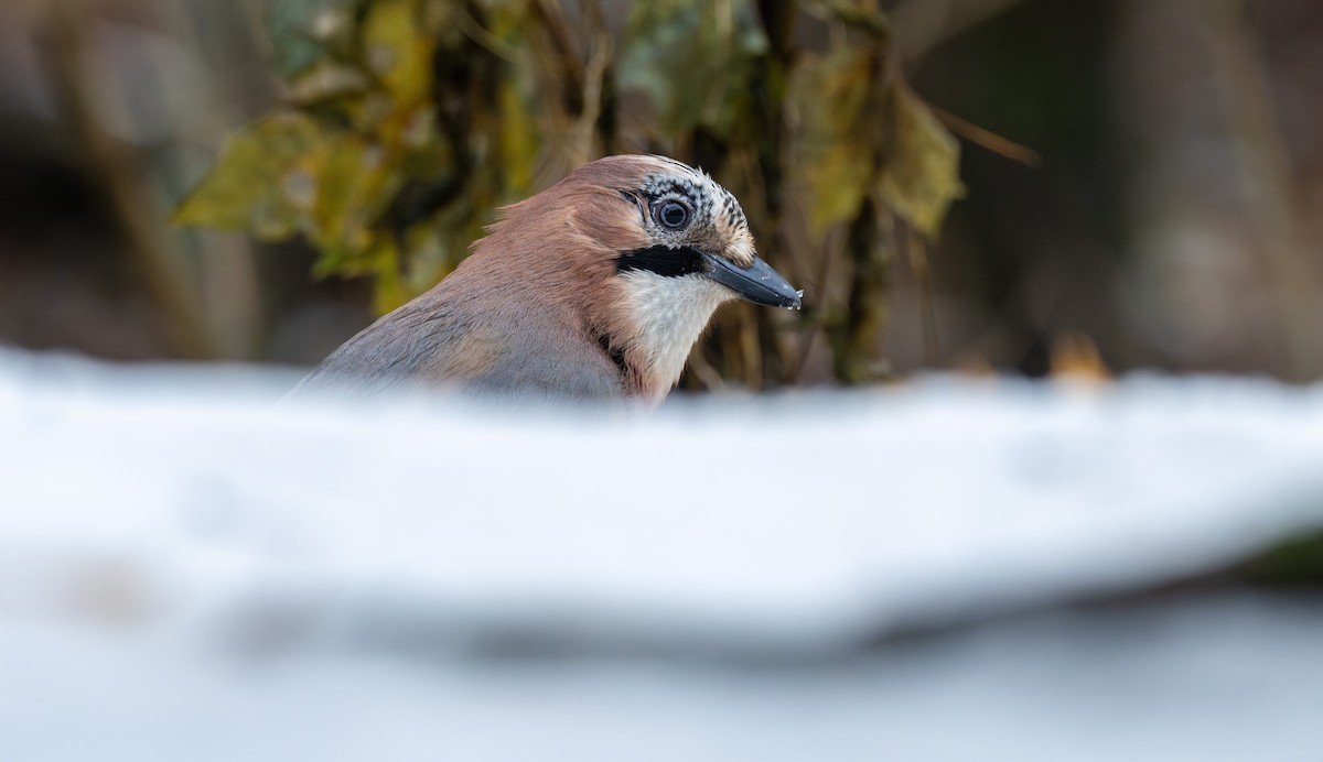 Eurasian Jay - Martti Siponen