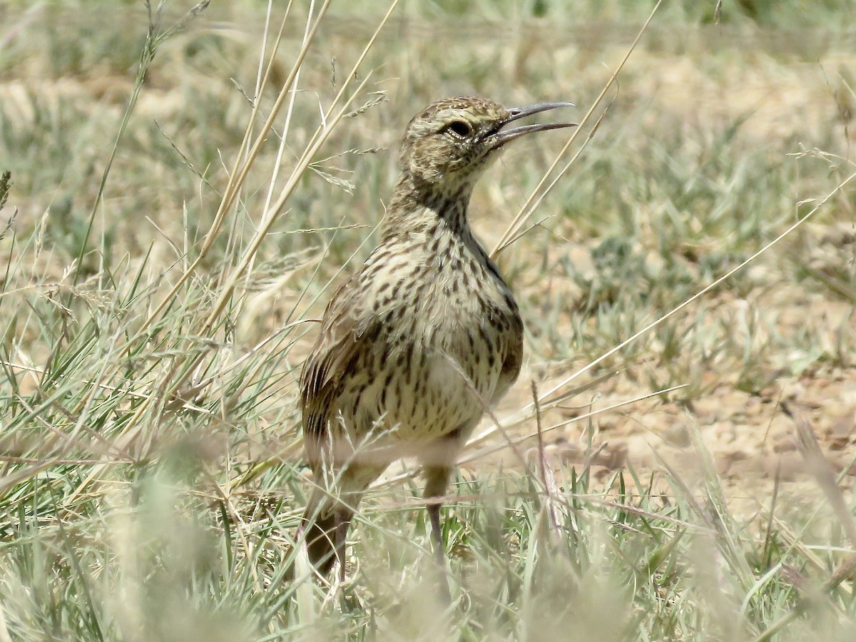 Cape Lark (Agulhas) - ML617707719