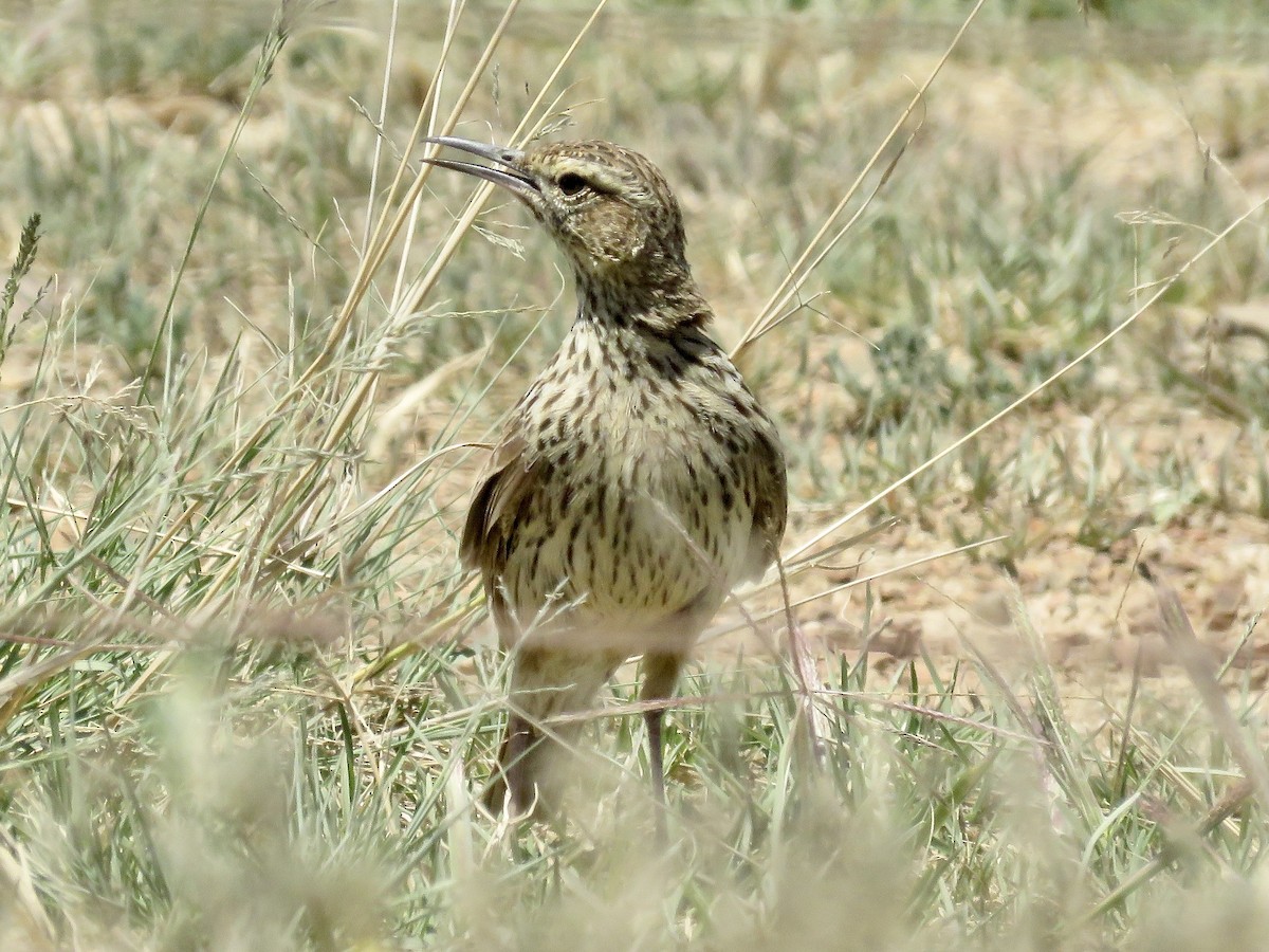 Cape Lark (Agulhas) - ML617707722