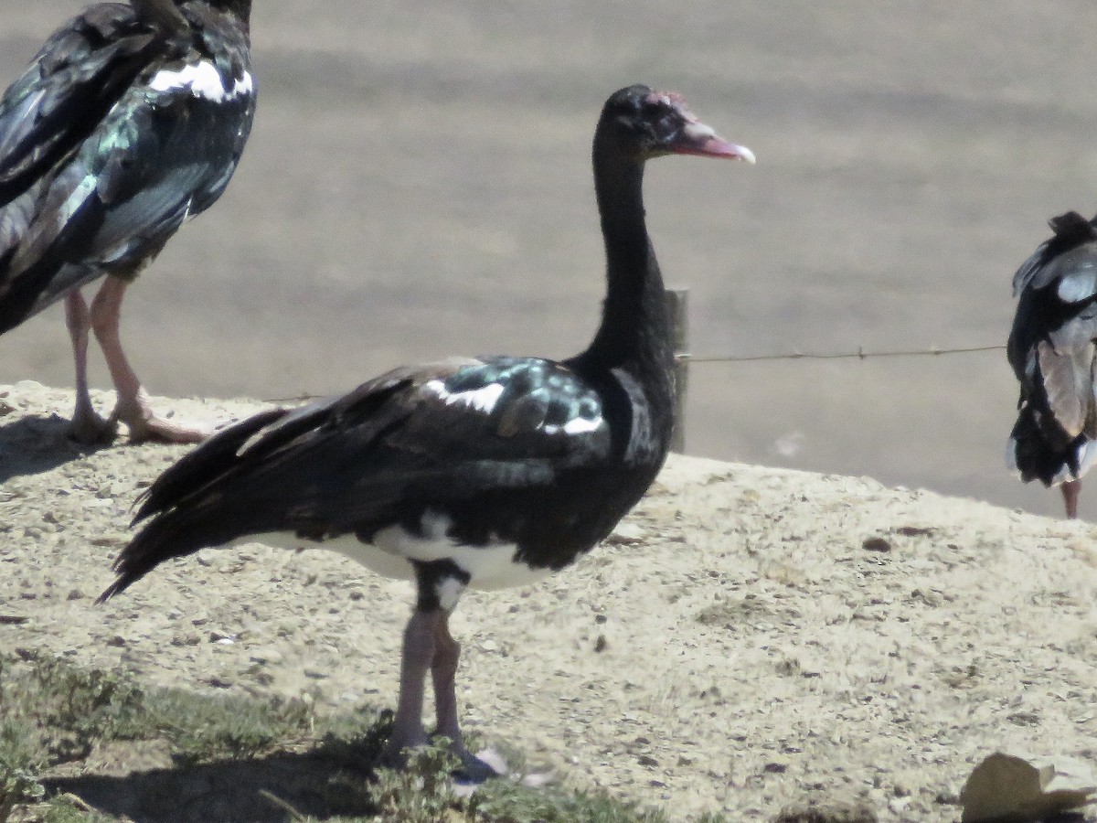 Spur-winged Goose (Southern) - Simon Pearce