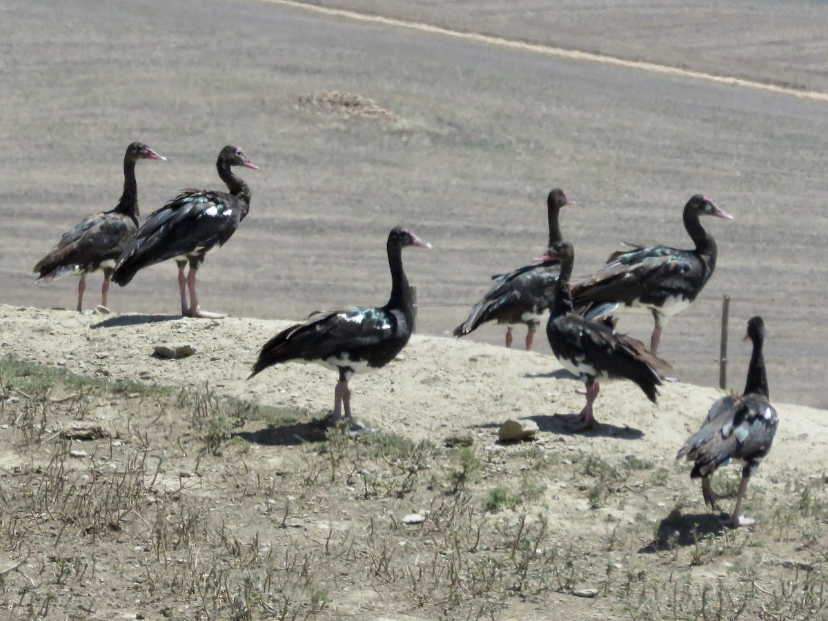 ツメバガン（niger） - ML617707728